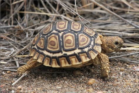 Turtles For Sale, Eastern Box Turtle, Land Turtles, Turtle Care, Leopard Tortoise, Wood Turtle, Small Turtle, Sulcata Tortoise, Galapagos Tortoise