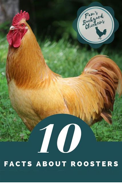 City Chickens, Raising Chickens For Eggs, Top 10 Facts, Lammas Lughnasadh, Chickens For Eggs, City Chicken, Normal Body Temperature, Day Old Chicks, Connecting With Nature