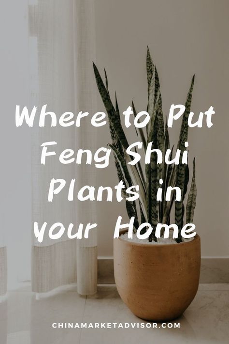 Where to Put Feng Shui Plants in your Home Plants For Entrance House, Plants That Bring Good Luck, Money Plant Decor Ideas Living Rooms, Feng Shui Plants Houseplant, Plants In Bedroom Decoration, How To Display Plants Indoors, Indoor Plants Display, Money Plant Care Tips, Bedroom Decor With Plants