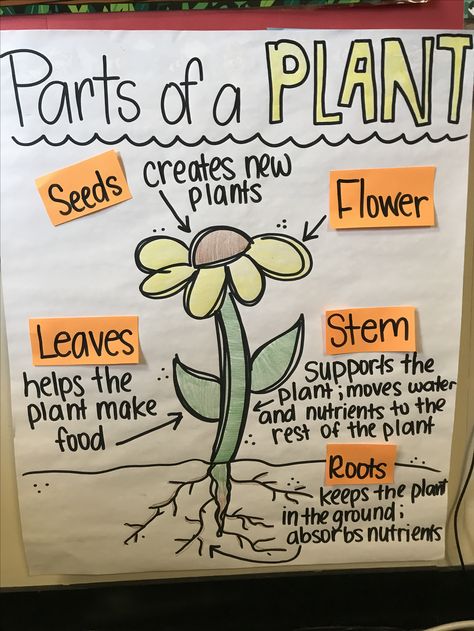 CKLA Parts of a plant anchor chart Flower Anchor Chart, Plant Needs Anchor Chart, Life Cycle Of A Plant Anchor Chart, Plant Unit First Grade, Grade 3 Plants Unit, Plant Anchor Chart Kindergarten, Ckla Kindergarten Plants, Parts Of A Flower Anchor Chart, Plants First Grade