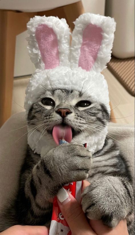 cat Cats With Bunny Ears, Bunny Hats, Easter Cat, Fnaf Au, Easter Cats, Wcue Morph, Cat Things, Bunny Hat, Bunny Costume