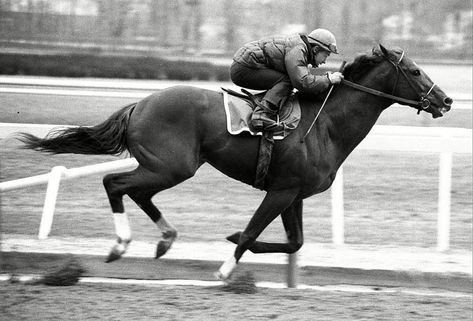 Kentucky Derby Horses, Preakness Stakes, American Pharoah, Triple Crown Winners, Derby Horse, Cowgirl Magazine, Thoroughbred Horse Racing, Belmont Stakes, Horse Dressage