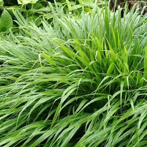 Courtyard Decking, Shade Planting, Hakonechloa Macra, Part Shade Plants, Beacon House, Japanese Forest, Planting Design, Garden Centre, Shade Plants