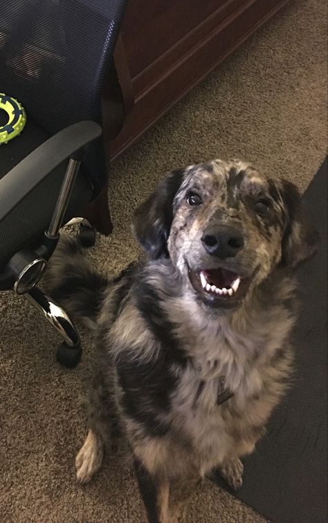 Sophie is half Catahoula Leopard Dog half Great Pyrenees Catahoula Mix, Catahoula Leopard Dog Mix, Pretty Puppies, Long Haired Dogs, Catahoula Leopard, Catahoula Leopard Dog, Leopard Dog, Dog Mixes, Dream Dog