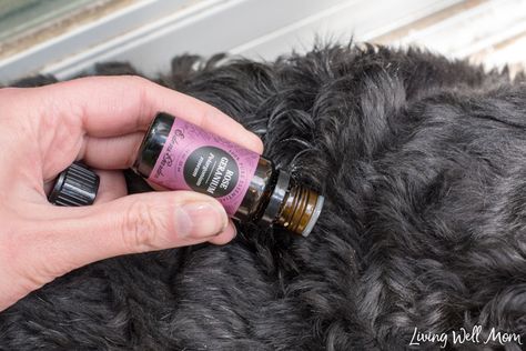 Diy Flea And Tick Spray For Yard, Natural Tick Repellant For Dogs, Goldendoodle Training, Tick Repellant, Homemade Tick Repellent, Tick Repellent For Dogs, Tick Spray For Dogs, Natural Tick Repellent, Flea Repellent