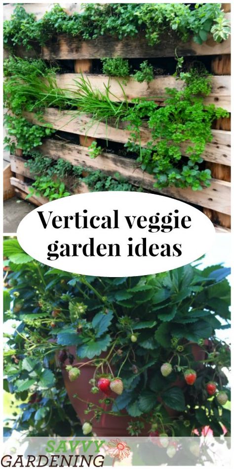 Vertical vegetable garden ideas Vertical Vegetable Gardens, Vegetable Garden Ideas, Gutter Garden, Vertical Vegetable Garden, Growing Pumpkins, Vertical Herb Garden, Vertical Garden Diy, Vegetable Gardens, Bottle Garden