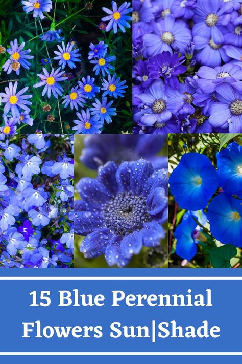 Blue Drought Tolerant Plants, Blue Perrenial Plants, Blue Annual Flowers, Blue Perennial Flowers, Full Sun Drought Tolerant Plants, Flowers For Full Sun, Perenial Flowers, Blue Perennials, Gothic Gardens