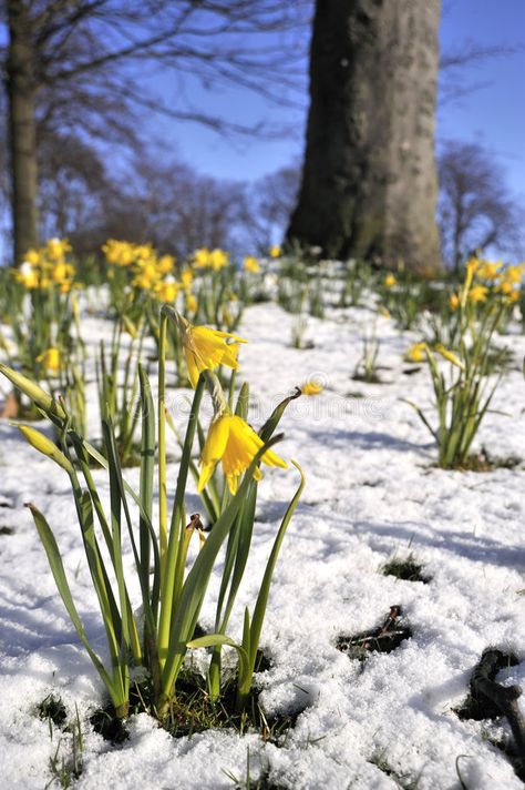 Daffodill in Spring Snow. Spring Yellow Daffodills in Melting Snow #Sponsored , #SPONSORED, #AD, #Spring, #Melting, #Daffodills, #Daffodill Melting Snow, Spring Snow, Rare Features, Spring Images, Spring Yellow, Snow Melting, Spring Projects, Spring Mood, Cold Spring