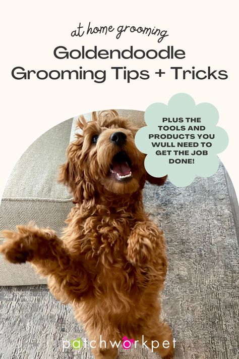 How To Groom A Goldendoodle, Grooming Goldendoodle, At Home Dog Grooming, Doodle Tips, Goldendoodle Grooming, Puppy Haircut, Pet Blog, Grooming Salon, Home Dog