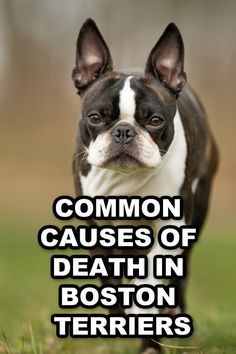 Red Boston Terriers, Boston Terrier Funny, Infectious Diseases, Loss Of Dog, Boston Terrier Dog, Terrier Puppy, Boston Terriers, Cardiovascular Disease, Terrier Dog