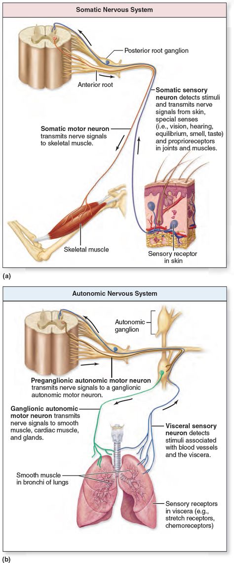 Comparison of Somatic and Autonomic Nervous Systems. The nervous system is functionally organized into the (a) somatic nervous system, which involves processes that we consciously perceive and control, and the (b) autonomic nervous system, which involves processes that occur below the conscious level. Somatic Nervous System, Nervous System Projects, Nervous System Diagram, Tissue Biology, Human Biology, Peripheral Nervous System, Nclex Study, Motor Neuron, Nerve Fiber