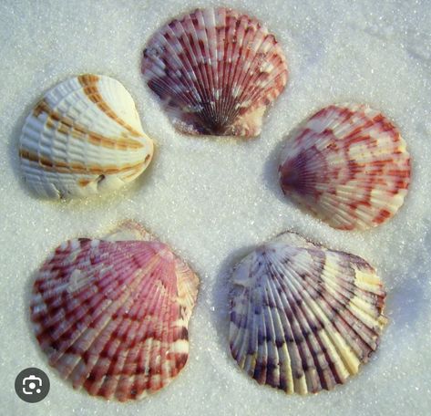 Scallop Seashell, History Posters, Sea Snail, Scallop Shell, Scallop Shells, Beach Combing, North Wales, Painting Bathroom, Sea And Ocean