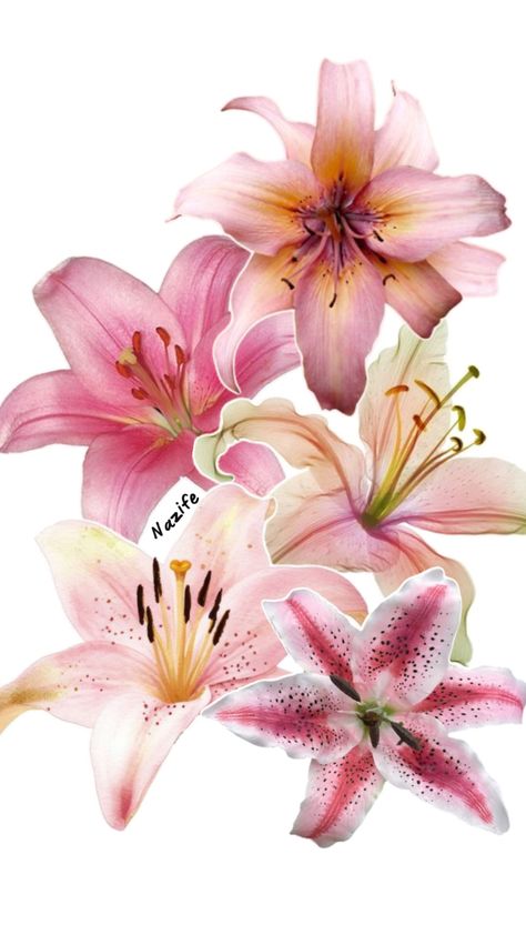 Widget Pictures, Pink Lily Flower, Lilies Drawing, Lily Wallpaper, Lilly Flower, Phone Icons, Decor Themes, Macbook Wallpaper, Homescreen Wallpaper