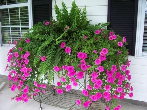 Petunias, Spectacular Flowering Plants for Beautiful Yard Landscaping Deck Plants, Beautiful Gardens Landscape, Flower Containers, Container Garden Design, Window Box Flowers, Container Gardening Flowers, Beautiful Yards, Planter Ideas, Wonderful Flowers