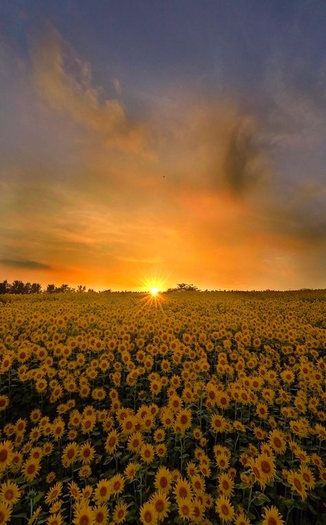 Fairies Aesthetic, Sunset Rose, Sunflower Garden, Pretty Landscapes, Beautiful Dream, Sunset Pictures, Walking In Nature, Flower Field, Sky Aesthetic