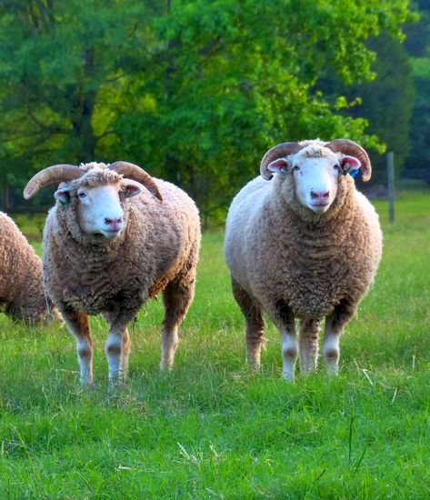 Horned Dorset Sheep With Horns, Dorset Sheep, Beautiful Photography, Animals Beautiful, Horn, Goats, Sheep, Animals