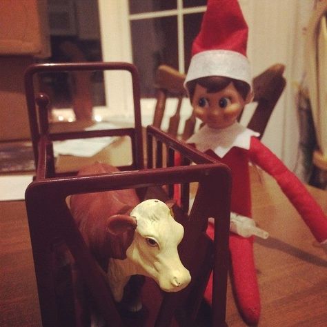 12 Ranch Elves NOT Sitting on Shelves! Here are some elves who are having a great time with their agriculture families! - The Ranch House Designs Blog Farm Elf On The Shelf Ideas, Elf On The Shelf Farm Ideas, Bad Elf, Ranch House Designs, Farm Kids, Baby Sensory, Holiday Home Decor, Family Farm, Holly Jolly