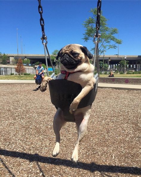 Photo A Pug, Pug, Tumblr, Funny