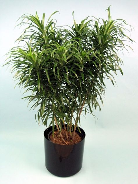 Dracaena "Anita" is quite a bit different from the usual Dracaena Marginata or Corn Plant dracaena. HousePlant411.com Dracaena Reflexa, Easy To Grow Houseplants, Dracaena Marginata, Corn Plant, Chinese Evergreen, Garden Animals, Unusual Plants, Tropical Foliage, Plant List