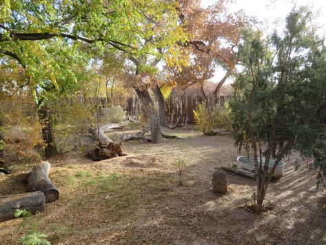 Zoo Boo, Mexican Gray Wolf, Zoo Project, Zoo Architecture, Rat Cage, Grey Wolf, Habitat, Planets