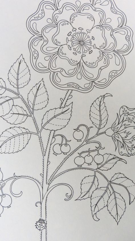 Secret Garden - by Johanna Basford Secret Garden Book, Gardens Coloring Book, Stitch Work, Needlework Patterns, Earthship, Black Flowers, Creative Sketches, Pencil Illustration, Paint Markers