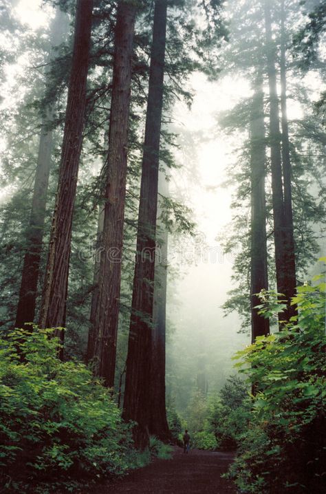 Spooky Landscapes, Red Wood Tree, Red Wood Forest, Fantasy Western, Postcard Project, Red Woods, Forest Village, Redwood Trees, Line Photography