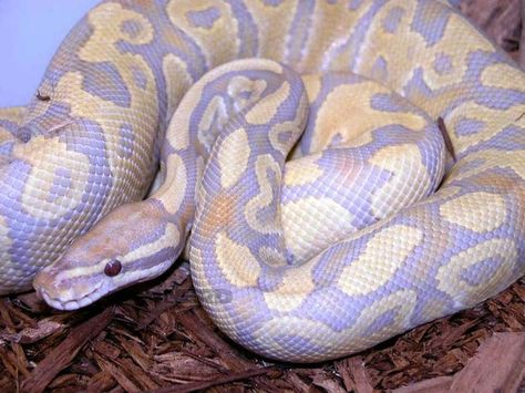 Lavender Albino Python Female - $20,000 Python Regius, Colorful Snakes, Pretty Snakes, Ball Python Morphs, Corn Snake, Snake Lovers, Cute Reptiles, Cute Snake, Reptile Snakes