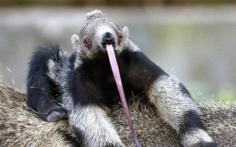 “Bowie,” the first giant anteater born at Zoo Miami. Underrated Animals, Personality Collage, Giant Anteater, Strange Animals, Baby Donkey, Patchwork Sleeve, Kingdom Animalia, Animal Character, Animal Antics