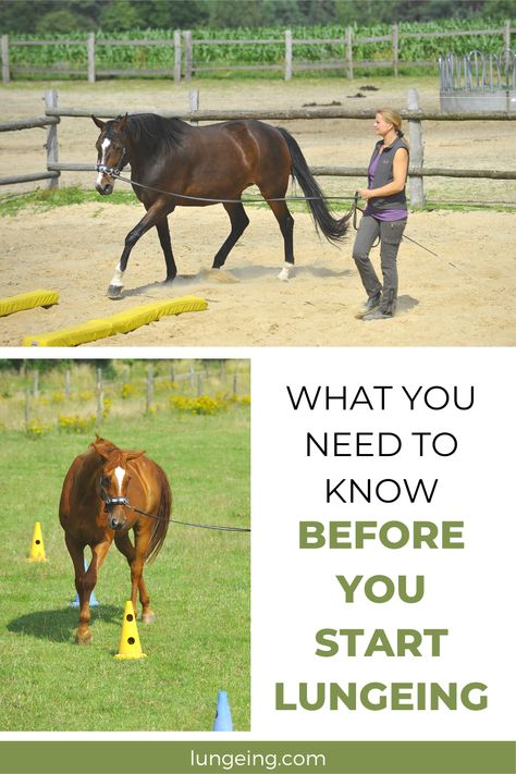 Horse Bonding Exercises, Horse Lunging Exercises, How To Lunge A Horse, Ground Work Exercises Horse, Lunging Exercises For Horses, Horse Training Exercises Groundwork, Horse Ground Work Exercises, Groundwork Exercises For Horses, Ground Work For Horses