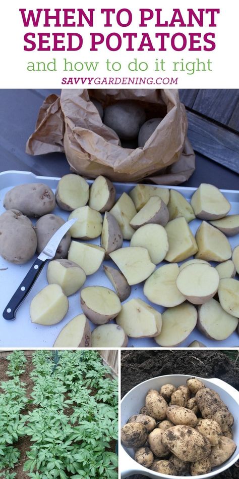 How To Plant Seed Potatoes, Best Way To Plant Potatoes, When To Grow Potatoes, What To Plant With Potatoes, Potatoe Planting How To Grow, Potatoes In Buckets How To Grow, How To Sprout Potatoes For Planting, How To Plant Potatoes In A Container, Planting Potatoes From Old Potatoes