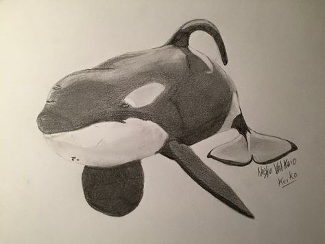 Keiko's draw | Flickr - Photo Sharing! Orca Anatomy Drawing, Free Willy Tattoo, Keiko Orca, Iceland In July, Ocean Awareness, Orca Art, Orca Tattoo, Free Willy, Whale Art