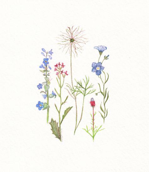 Alberta Wildflowers Alberta Tattoo Ideas, Alberta Wildflowers, Wildflower Drawing, Making Plant Pots, Wildflower Tattoo, Flower Drawings, Meadow Flowers, Floral Inspiration, Inspo Board