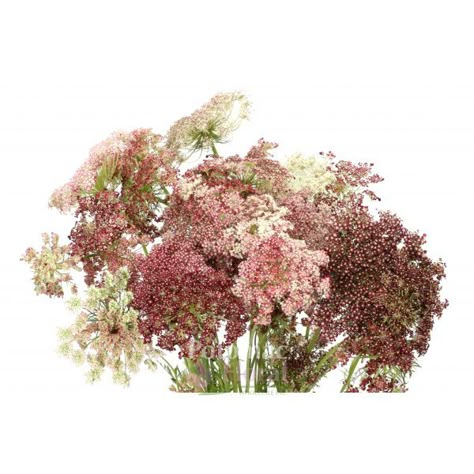 Queen Annes Lace Bouquet, Lace Bouquet, Collage Landscape, Daucus Carota, Cottage Wedding, Queen Anne's Lace, Garden Wedding Decorations, Queen Annes Lace, Spray Roses