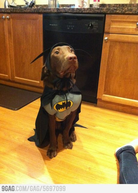 Move over Christian Bale Chinook Dog, Batman Dog, Australian Kelpie Dog, Spitz Dogs, Batman Costume, I Am Batman, Dog Halloween Costumes, Dog Costume, Christian Bale