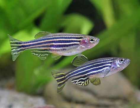 ZEBRA DANIO OR ZEBRAFISH LIFE EXPECTANCY Zebra Danio, Danio Fish, Ikan Air Tawar, Tropical Fish Aquarium, Tropical Freshwater Fish, Fresh Water Fish Tank, Tropical Aquarium, Fish Breeding, African Cichlids