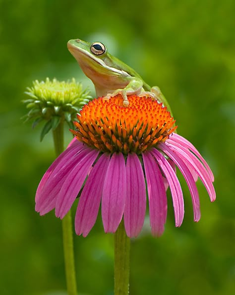 First Place. Frog on Flower by Carole Robertson Pet Frog, Frog Love, Rely On God, Frog Pictures, Award Winning Photography, Funny Frogs, Chameleons, Salamanders, Frog Art