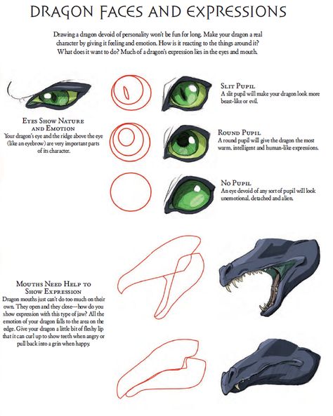 Facial Expressions Character Design, Dragon Faces, Dragon Poses, Dragon Anatomy, Facial Anatomy, Dragon Face, Learning To Draw, Dragon Sketch, Face Drawing Reference