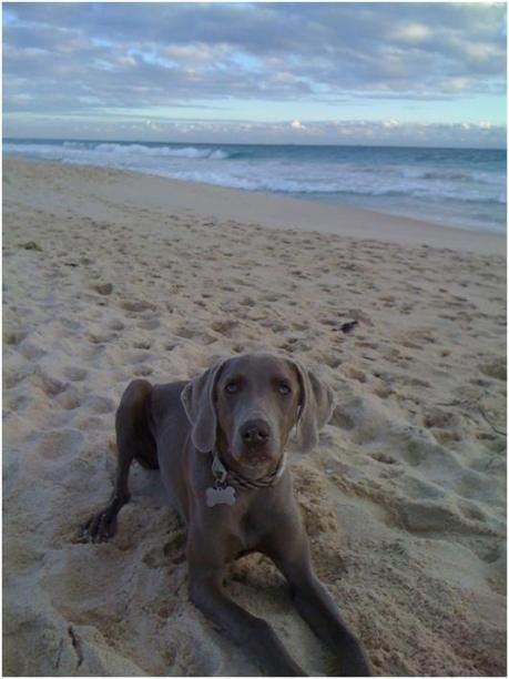 Beach Town Aesthetic, Dog Aesthetic, Weimaraner Dogs, Grey Dog, Dog Beach, Weimaraner, 2024 Vision, Girls In Love, Beautiful Dogs