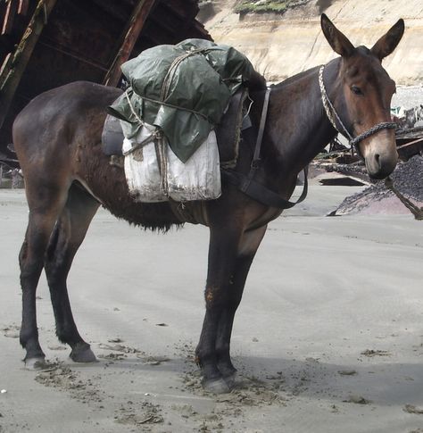 Missouri State Animal - Missouri Mule Mules Animal, Female Horse, Missouri Mule, Muar, Cowboy Gear, Emotional Support Animal, Backpacking Gear, Animal Facts, Weird Animals