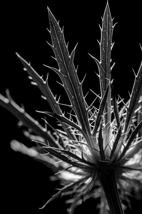 Macro Lighting | Photzy Creative Macro Photography, Macro Photography Tips, Macro Photographers, Cross Wallpaper, Macro Flower, Creative Photography Techniques, Macro Shots, Macro Lens, Types Of Lighting