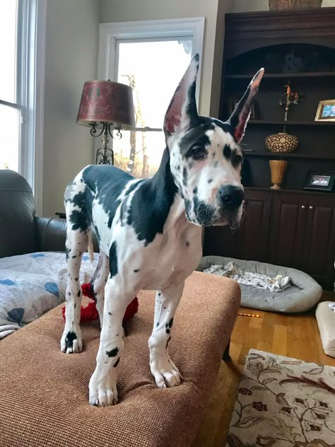 Dane Puppies, Great Dane Puppy, Dane Dog, Great Dane Dogs, Great Dane, Cute Little Animals, Doberman, Beautiful Dogs, Large Dogs