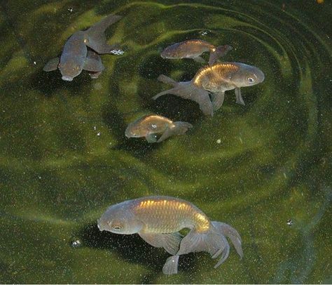 Goldfish - Bunch of young Shukins Fish Nursery, Fish Reference, Fancy Goldfish, Fishing Nursery, Goldfish Art, Long Walk, Types Of Gold, Keep Swimming, Gold Fish