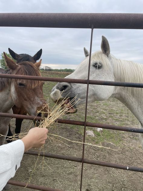 Horse Feeding, Feeding Horses, Horses Farm, Horse Feed, Off The Grid, Minnesota, Horses, Animals, Quick Saves