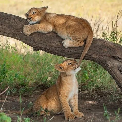 Lion cubs. Photo: Daniel Rosengren. Lion Cubs, Lions And Tigers, Animal Reference, Animal References, Animals And Birds, Cute Wild Animals, Wildlife Animals, Cute Animal Pictures, Big Cat