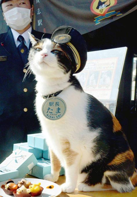 A Cat, Japan