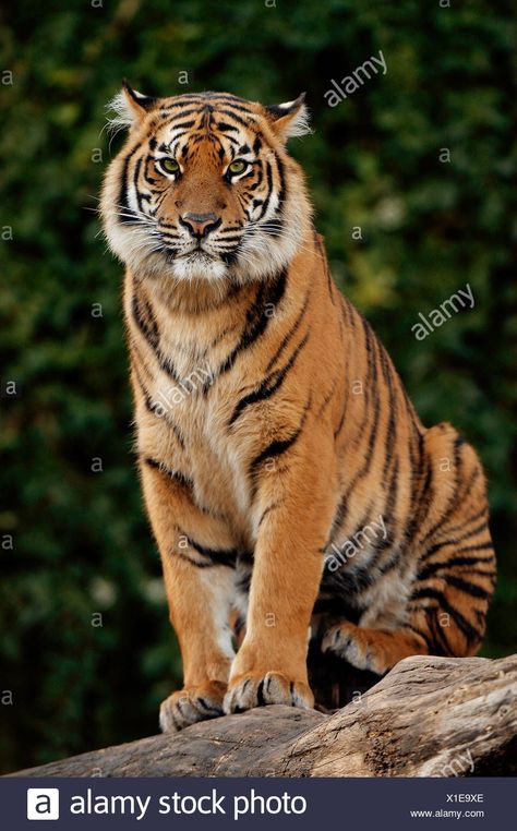 Tiger Sitting, Tiger Photography, Panthera Tigris, Tiger Artwork, Sumatran Tiger, Cat Species, Tiger Pictures, Big Animals, Lovely Creatures