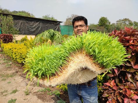 After completing his Mechanical Engineering from Mumbai University, Ashwin Sawant landed a job with a company in Dubai in 2009. One of the clients his company was servicing owned a goat and camel farm with over 2,000 animals. The farm owner was feeding hydroponic and dry fodder to the cattle, which were healthy and exhibited good growth. The year was 2010 and it was the first time that Ashwin had seen a hydroponic fodder growing facility.  He was intrigued as to how nutritious fodder c... Hydroponics Setup, Fodder System, Hydroponic Farming, Farming Techniques, A Goat, Goat Farming, Hydroponics System, Mechanical Engineering, Medicinal Plants