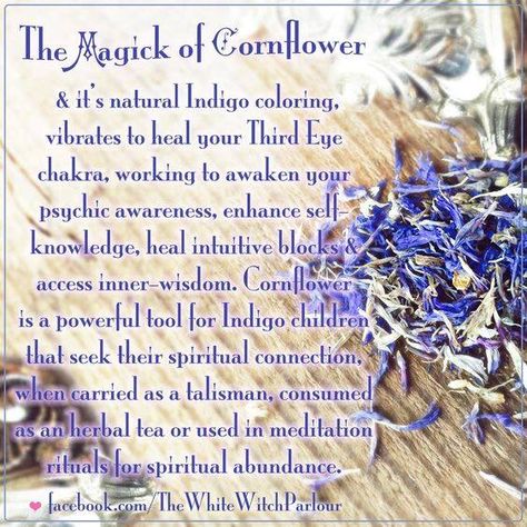 The Magick of the Purple Cornflower aka Centaurea cyanus Herbs Apothecary, Spiritual Tea, Third Eye Spiritual, Magickal Tips, Herb Magick, Eye Spiritual, Cleansing Ritual, Magickal Herbs, Witch Herbs