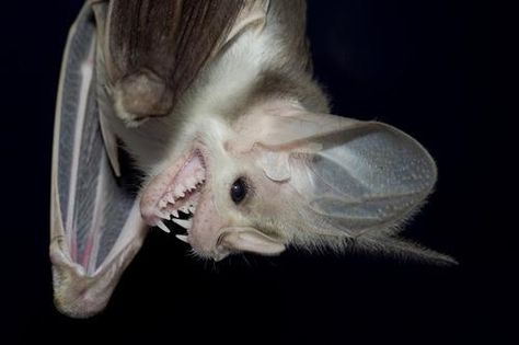 This is the ghost bat (macroderma gigas) from Australia. It's a carnivore bat which feeds on small animals like mice, other bats, birds, lizards, geckos etc. and also eats insects. Bat Species, Ghost Bat, Vampire Bat, Creatures Of The Night, Weird Animals, Natural Wonders, Beautiful Creatures, Mammals, Fish Pet