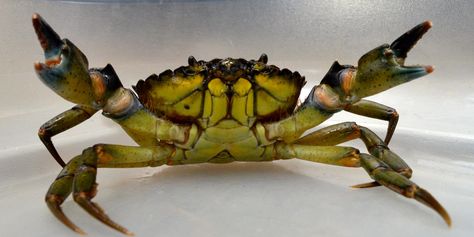 Green Crab, Eagle Pictures, Pinterest Contest, Angler Fish, School Yard, Invasive Species, Crustaceans, Crab Meat, Ocean Creatures